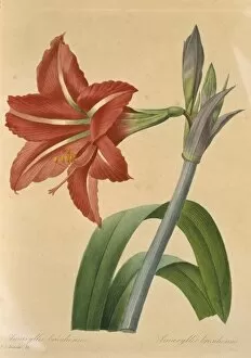 Amaryllidaceae Gallery: Amaryllis bresilienne, amaryllis