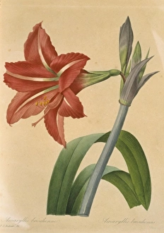 Amaryllidaceae Gallery: Amaryllis bresilienne, amaryllis