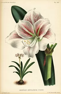Pannemaeker Collection: Amaryllis cultivar, Mlle. Yvonne Linden, Hippeastrum yvonne