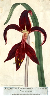Images Dated 14th August 2017: Amaryllis Formosissima, Jacobaean Amaryllis