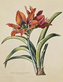 Amaryllis Gallery: Amaryllis hybrida miniata, amaryllis