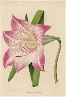 Amaryllis Gallery: Amaryllis Marmorata