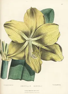 Upper Holloway Prints: Amaryllis mendelii, raised by Bernard Samuel Williams