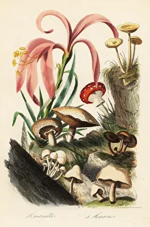 Fungus Prints: Amaryllis and mushrooms