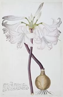 Amaryllidaceae Gallery: Amaryllis sp. amarylis