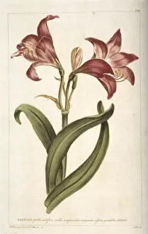 Asparagales Gallery: Amaryllis sp. amarylis