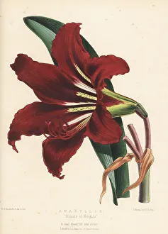 Amaryllis Prints: Amaryllis variety, Beauty of Reigate