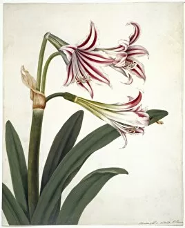 Monocot Collection: Amaryllis vittata, amaryllis