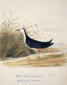 Amaurornis phoenicurus, white-breasted waterhen