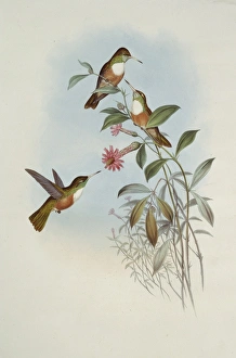 Apodiformes Gallery: Amazilia amazilia dumerilii, Amazilia hummingbird