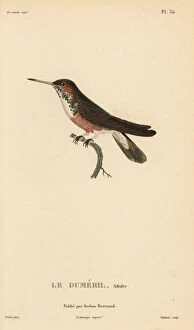 Amazilia Gallery: Amazilia hummingbird (dumerilii), Amazilia