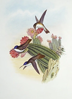 Apodiformes Gallery: Amazilia violiceps, violet-crowned hummingbird