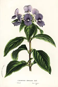 Amazon-blue snapdragon, Brazilian snapdragon
