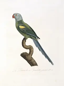 Psittaciformes Prints: Amazona barbadensis, yellow-shouldered parrot