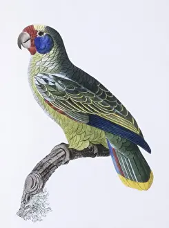 Perching Prints: Amazona dufresniana, blue-cheeked parot