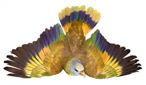 Psittaciformes Prints: Amazona guildingii, St. Vincent parrot