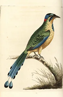 Amazonian Gallery: Amazonian motmot, Momotus momota