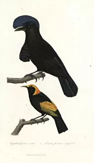Primevere Collection: Amazonian umbrellabird and regent bowerbird