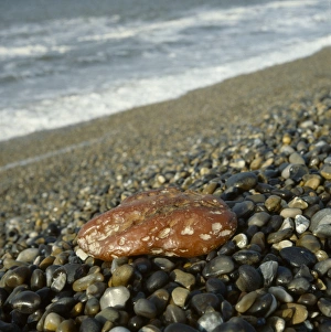 Pebble Gallery: Amber on a Norfolk beach