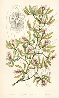 Epidendrum Gallery: Ambiguous encyclia orchid, Encyclia ambigua