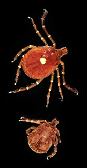 Acarina Gallery: Amblyomma americanum, lone star tick