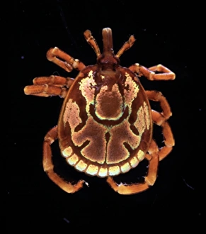 Acarina Gallery: Amblyomma hebraeum, African cattle tick