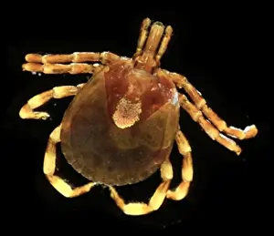 Amblyomma hebraeum, African cattle tick