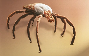 Acarina Gallery: Amblyomma sp. hard backed tick