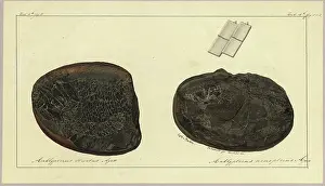 Striatus Prints: Amblypterus striatus Agassiz, Amblypterus nemopterus Agassiz