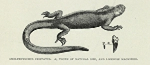 Lepidosaur Gallery: Amblyrynchus cristatus
