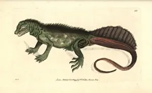 Thenaturalistsmiscellany Prints: Amboina sail-finned lizard, Hydrosaurus amboinensis