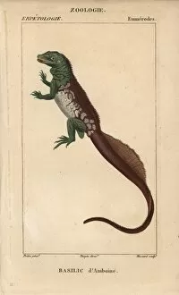 Stipple Gallery: Amboina sailfin lizard, Hydrosaurus amboinensis