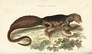 Amphibia Collection: Amboina sailfin lizard, Hydrosaurus amboinensis