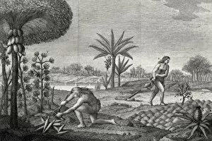 Orinoco Gallery: America (18th c.). Growings of the Indians of