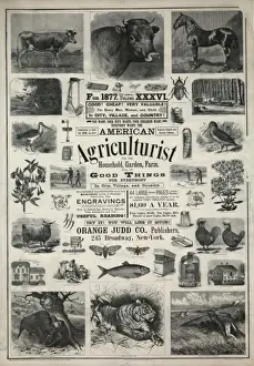 Agriculturist Prints: American agriculturist