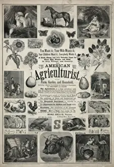 Agriculturist Prints: American agriculturist. Farm, garden, and household
