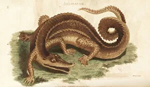 Alligator Gallery: American alligator, Alligator mississippiensis