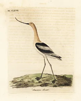 Americana Gallery: American avocet, Recurvirostra americana