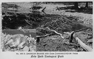 American beaver in the New York Zoological Park