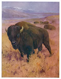 Cattle Prints: American Bison 1909