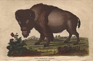 Americanus Gallery: American bison, Bison americanus