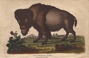 American bison, Bison americanus American bison, Bison americanus