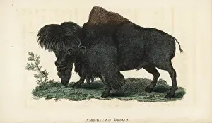 Nearthreatened Prints: American bison, Bison bison