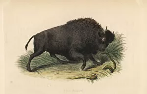 Griffith Collection: American bison, Bison bison