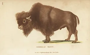 Kearsley Prints: American bison, Bison bison