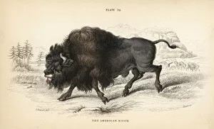 Americanus Gallery: American bison or buffalo, Bison bison