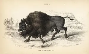 American bison or buffalo, Bison bison