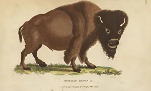 American bison var. Bison bison