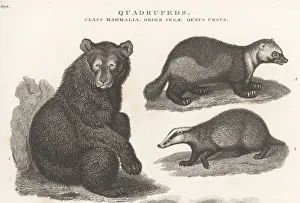 Enlightenment Prints: American black bear, glutton and badger