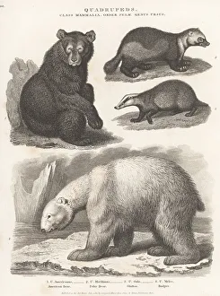 Enlightenment Prints: American black bear, polar bear, glutton and badger